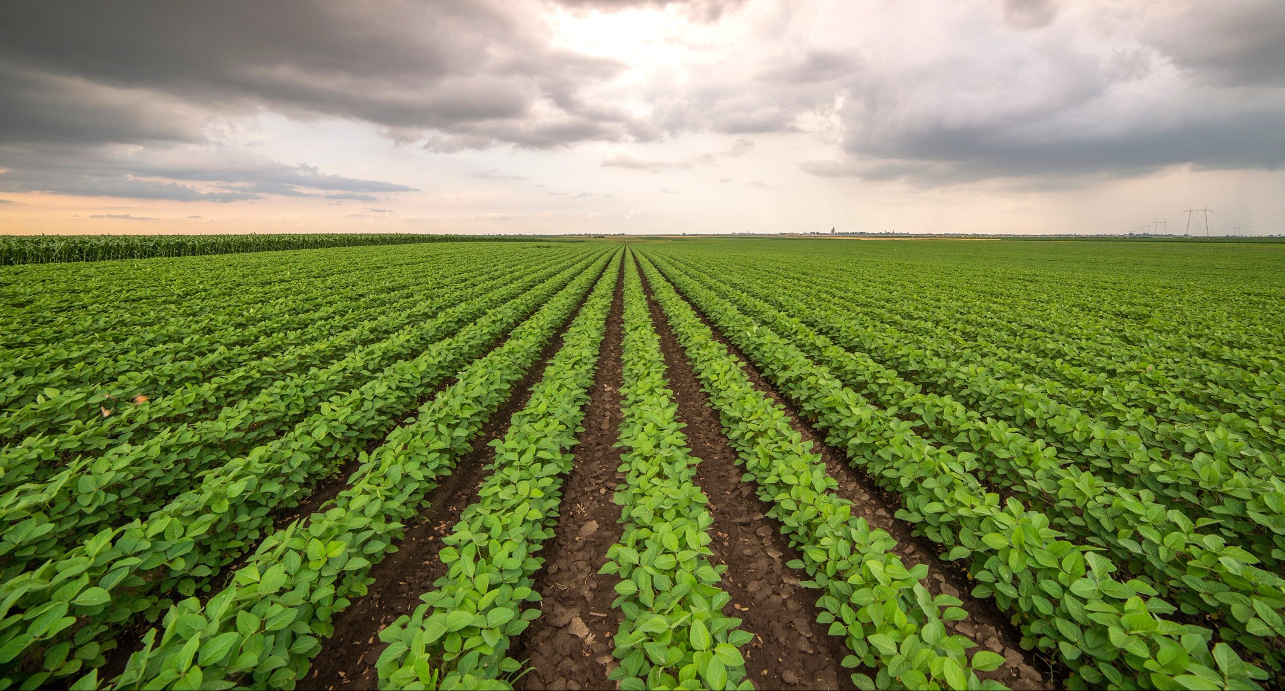 Agricultura: Conheça As Vantagens Da Rotação De Culturas